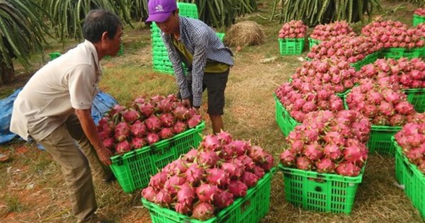 Giá thanh long tăng mạnh, nông dân phấn khởi