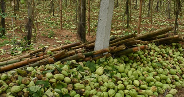 Su su rớt giá thảm hại còn 1.000 đồng/kg, quả rụng đầy vườn