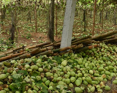 Su su rớt giá thảm hại còn 1.000 đồng/kg, quả rụng đầy vườn