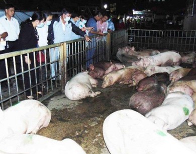 Bộ Nông nghiệp họp khẩn để ngăn chặn dịch tả lợn châu Phi