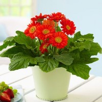 Xem tử vi 12 cung hoàng đạo ngày 16/3: Ma Kết gặp phải rắc rối