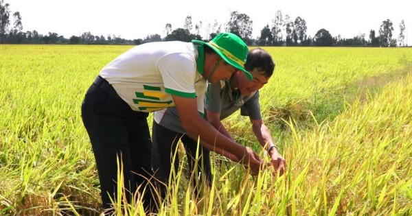 Phân bón Phú Mỹ cùng nhà nông ứng phó thời tiết khắc nghiệt