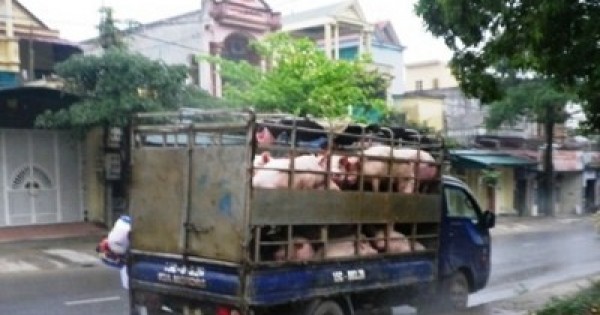 Bắt giữ hơn 2 tấn lợn không rõ nguồn gốc