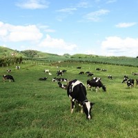 Mộc Châu Milk: 61 năm từ “người tiên phong” đến “chuyên gia bò sữa”