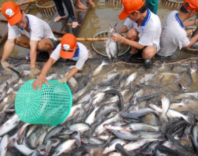 Giá cá tra tại Đồng bằng sông Cửu Long tăng trở lại
