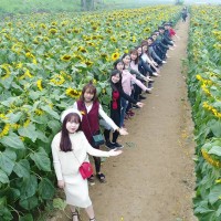 TP Hồ Chí Minh: Vườn hoa hướng dương sắp mở cửa trở lại, giá vé tăng thêm 20.000 đồng/người