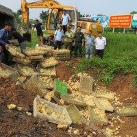 Bắt xe tải chở 8.000 con gà nhập lậu