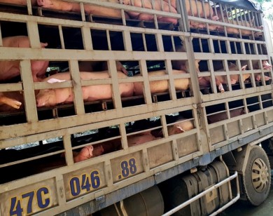 Bắt giữ hàng trăm con lợn nhiễm dịch tả Châu Phi trên đường tiêu thụ