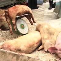 Sau Đồng Nai, Bình Phước: Dịch tả heo châu Phi đang áp sát TP Hồ Chí Minh