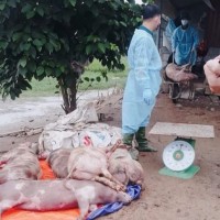 Lại xuất hiện thêm 2 ổ dịch tả lợn Châu Phi ở Bình Phước