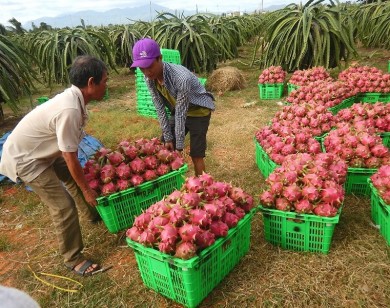 Giá thanh long Bình Thuận bất ngờ tăng mạnh