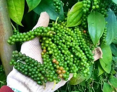 Giá hồ tiêu hôm nay 28/5: Thị trường đứng giá, từ 43.000-45.000 đồng/kg