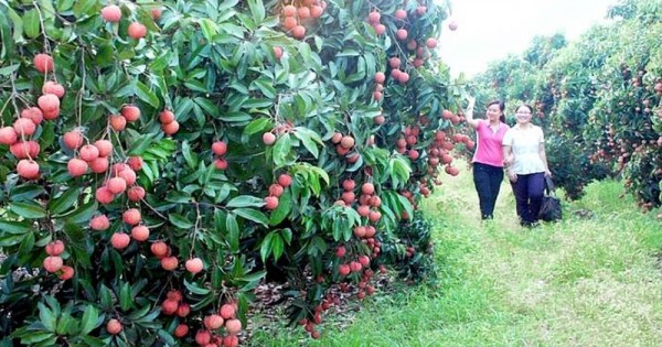 Vải thiều mất mùa, giá tăng gấp 2 lần năm trước