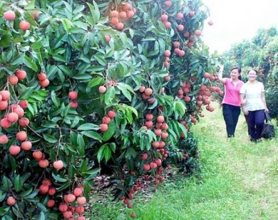 Vải thiều mất mùa, giá tăng gấp 2 lần năm trước