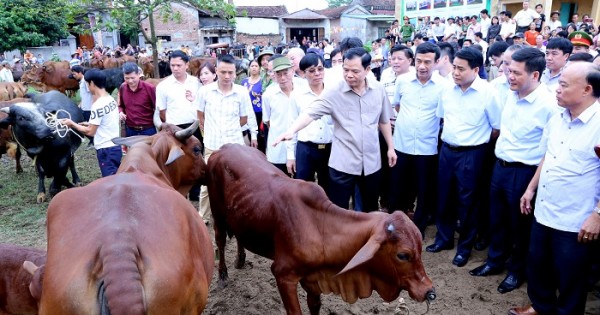 Hà Nội tập trung phát triển chăn nuôi bò thịt chất lượng cao