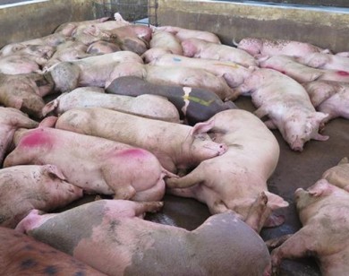 Dịch tả lợn châu Phi xảy ra tại 3.700 xã, ước tính thiệt hại 3.600 tỷ đồng
