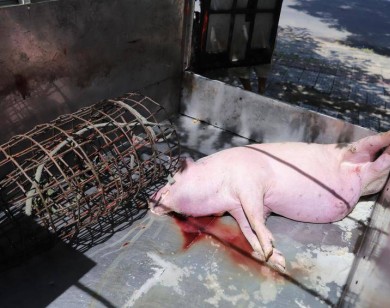 Phát hiện xe chở heo chết từ vùng dịch tả lợn châu Phi ra Đà Nẵng tiêu thụ