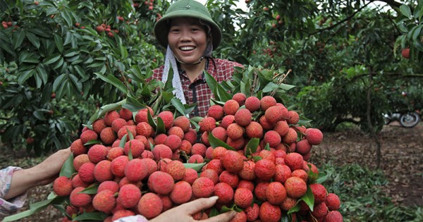 Giá vải thiều Bắc Giang cao kỷ lục, có lúc lên đến 70.000 đồng/kg