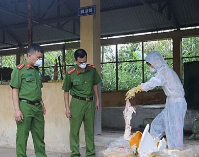 Bắt giữ 600kg nầm lợn nhập lậu bốc mùi hôi thối