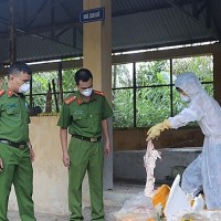 Bắt giữ 600kg nầm lợn nhập lậu bốc mùi hôi thối