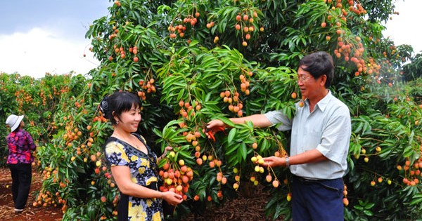 Giá vải cao kỷ lục, Bắc Giang thu 6.300 tỷ chỉ trong 2 tháng