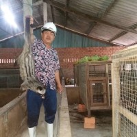 Nông dân Tiền Giang nuôi chồn hương, vươn lên làm giàu