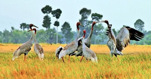 Cánh đồng cỏ bàng & đàn sếu