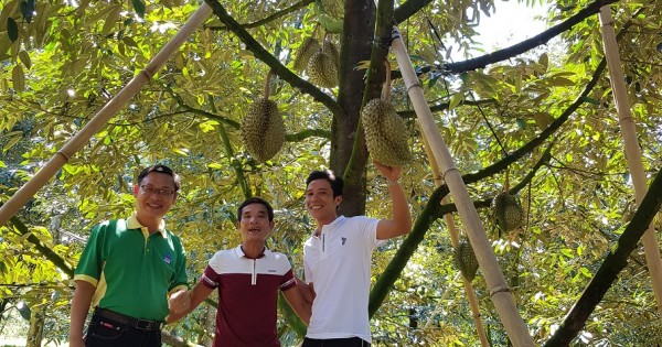 Phân bón Phú Mỹ - Cùng đất lành sinh trái ngọt