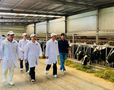 Vinamilk tham gia xây dựng vùng chăn nuôi bò sữa an toàn dịch bệnh, theo tiêu chuẩn quốc tế