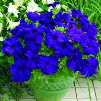 Tử vi hàng ngày - Thứ Ba 3/9/2019 của 12 cung hoàng đạo