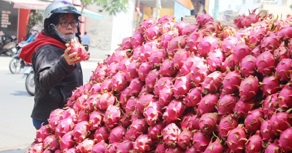 Thanh long, dưa hấu rớt giá còn 6.000 đồng/kg