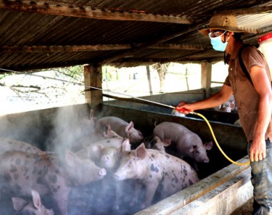 Xuất hiện dịch tả lợn châu Phi tại Ninh Thuận