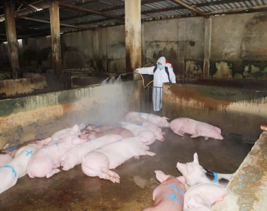 Thanh Hóa: 51 địa phương tái phát dịch tả lợn châu Phi