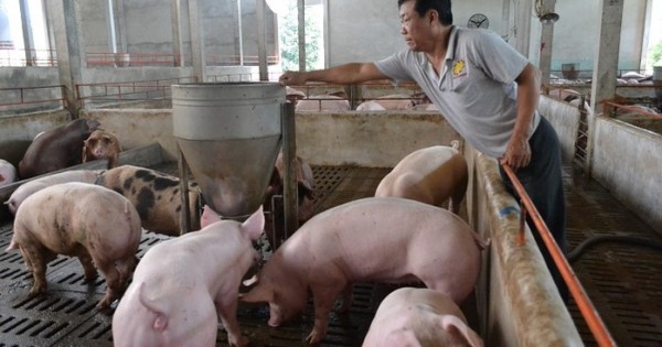 Giá heo hơi hôm nay 30/10: Hai miền Bắc - Nam đều tăng, giá heo đang ở mức cao nhất trong 3 năm qua