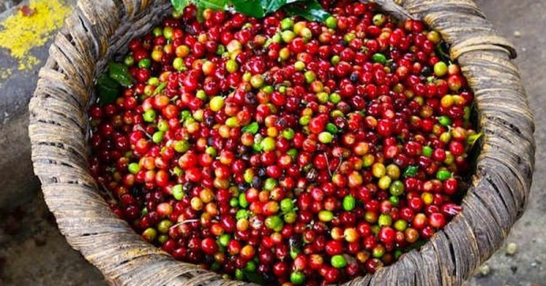 Giá cà phê hôm nay 10/12: Đồng loạt tăng nhẹ 100 đồng/kg