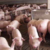 Giá heo hơi hôm nay 10/12: Tăng vọt tại nhiều địa phương