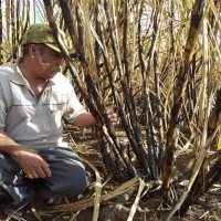 Tiêu chuẩn kép trong thực thi cam kết của ASEAN: Ngành mía đường Việt Nam đứng trước “cửa tử” khi tham gia ATIGA