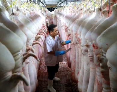 Giá thịt heo hơi bất ngờ “leo nóc” hơn 90.000 đồng/kg