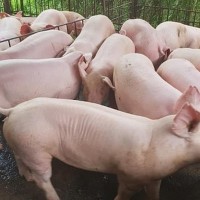 Giá heo hơi hôm nay 17/12: Tăng vọt trên cả 3 miền