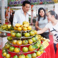 Cam sành Hà Giang 'đổ bộ' Hà Nội