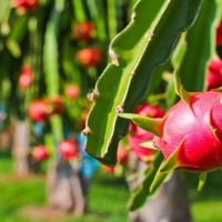 Thanh long tăng giá trước Tết