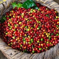 Giá cà phê hôm nay 24/12: Đồng loạt giảm mạnh 800 đồng/kg