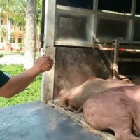 Bắt giữ xe tải chở gần 1 tấn lợn không rõ nguồn gốc