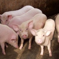 Giá heo hơi hôm nay 28/12: "Ông lớn" C.P tiếp tục giảm, còn 83.000 đồng/kg