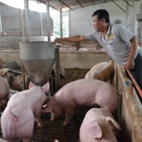 Giá heo hơi hôm nay 5/1: Giảm hơn 10.000 đồng/kg tại nhiều địa phương