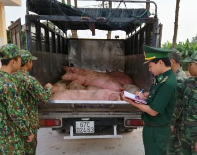 Bắt giữ gần 1 tấn lợn nhập lậu từ Campuchia vào Việt Nam