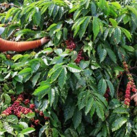 Giá cà phê hôm nay 15/1: Quay đầu tăng 200 đồng/kg