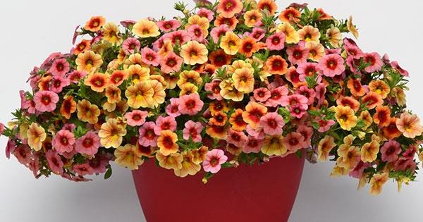 Tử vi hàng ngày - Thứ Năm 23/1/2020 của 12 cung hoàng đạo