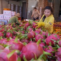 Cận Tết trái thanh long bất ngờ tăng giá cao