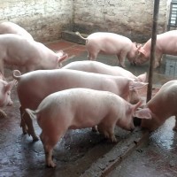 Giá heo hơi hôm nay 31/1/2020: Dao động từ 74.000 - 86.000 đồng/kg